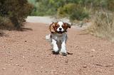 CAVALIER KING CHARLES 078